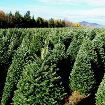 Xmastrees-med