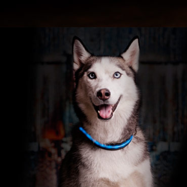 Led-collars-and-leashes-med-3